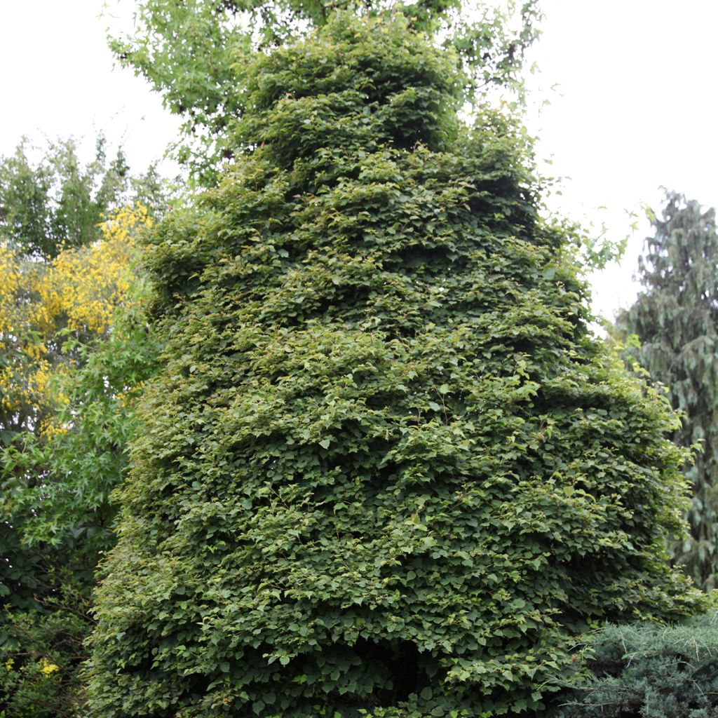 Metsälehmus Lico