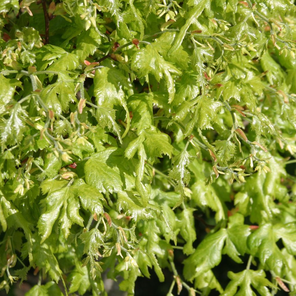 Isolehtilehmus Laciniata