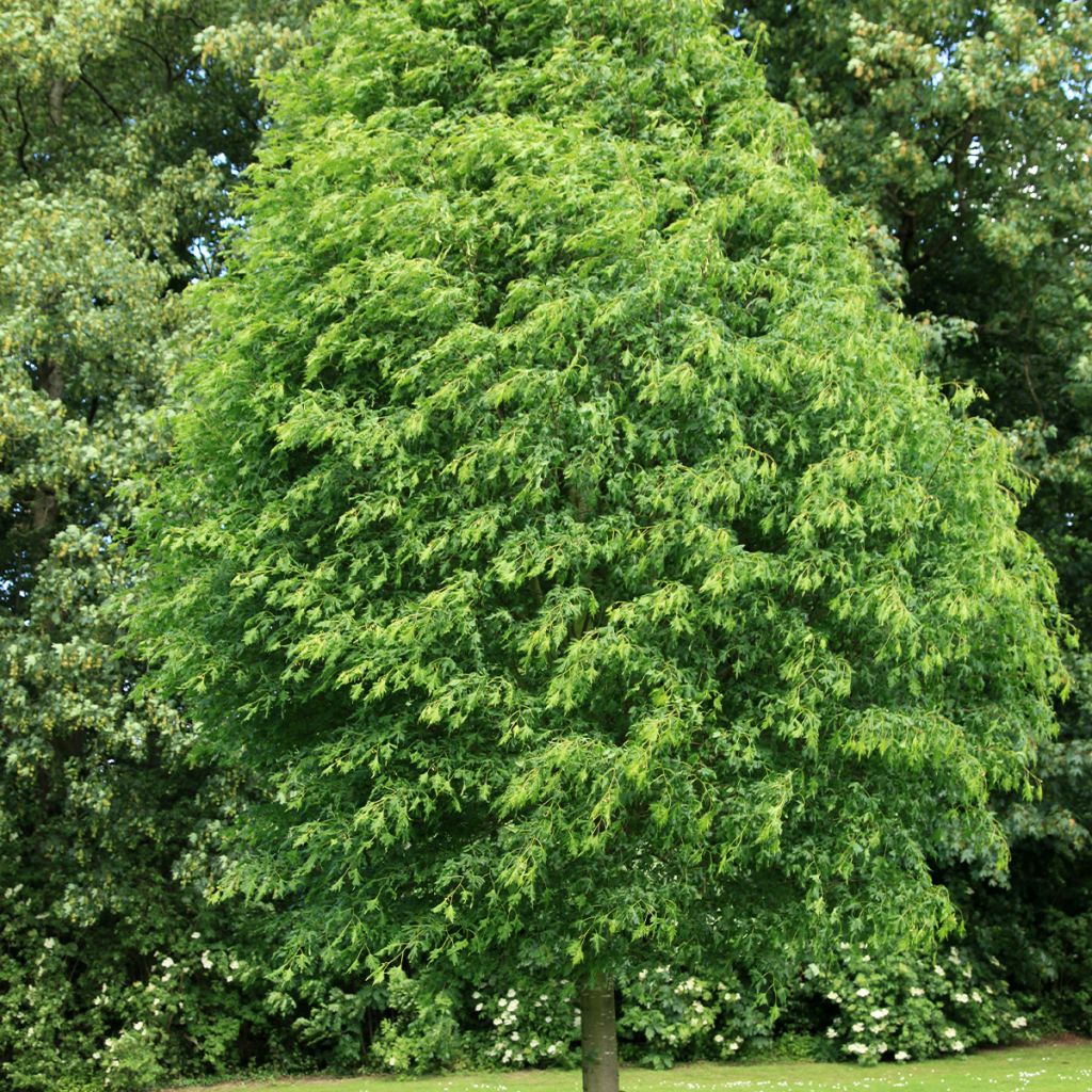 Isolehtilehmus Laciniata