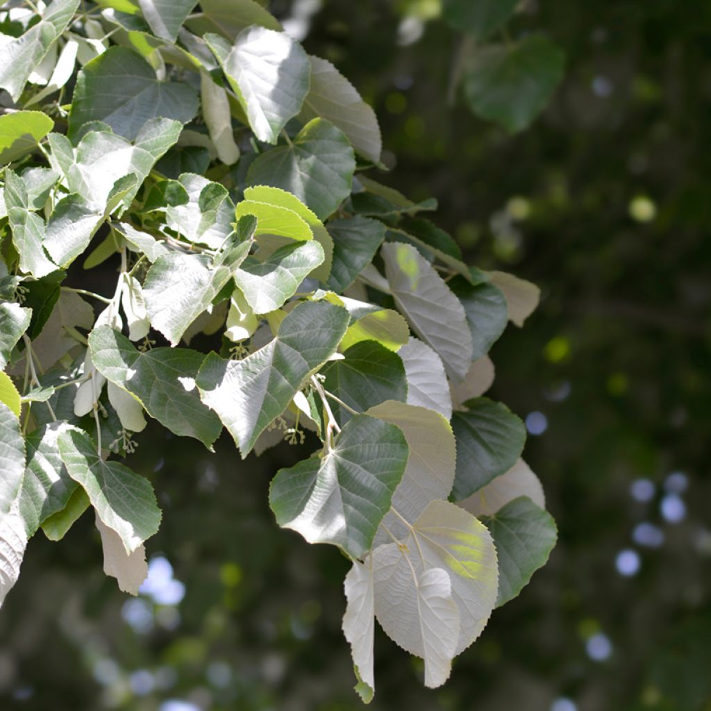 Hopealehmus - Tilia tomentosa