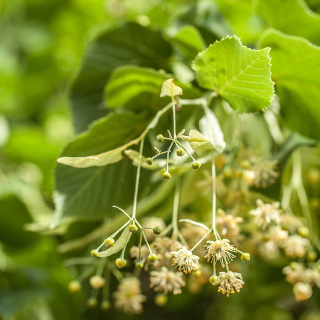 Hopealehmus - Tilia tomentosa