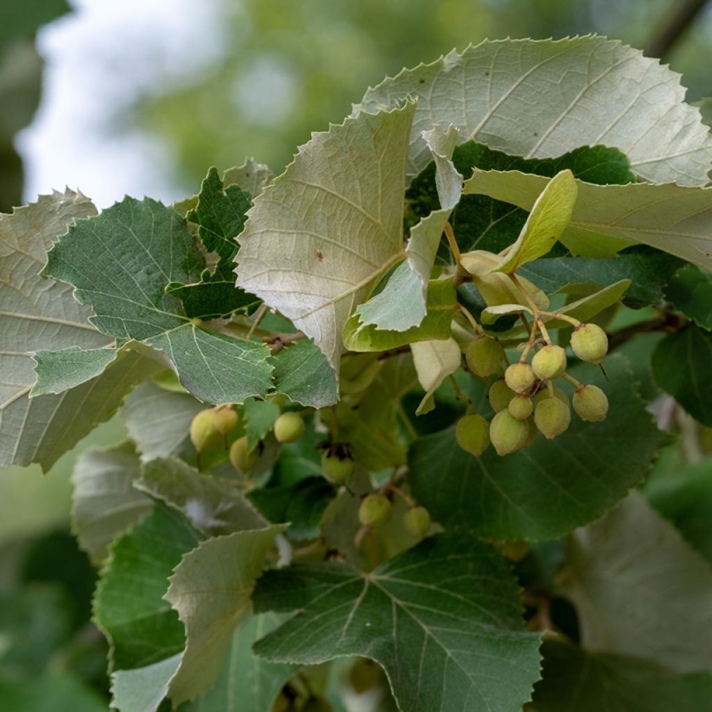 Hopealehmus - Tilia tomentosa