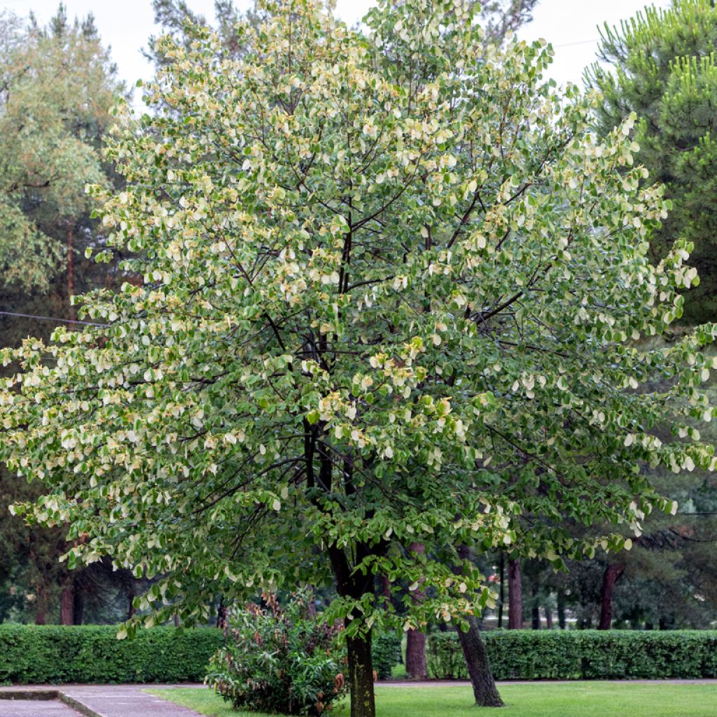 Hopealehmus - Tilia tomentosa
