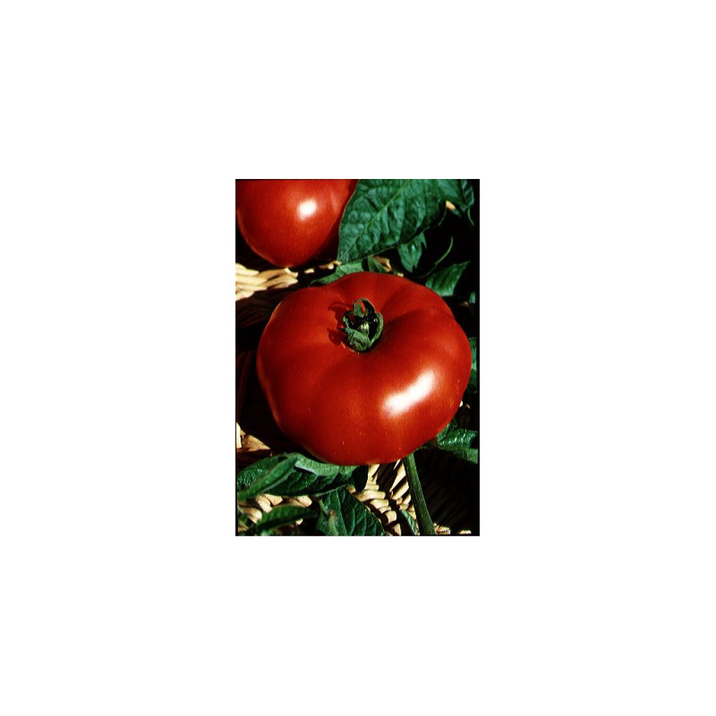 Pihvitomaatti Marmande