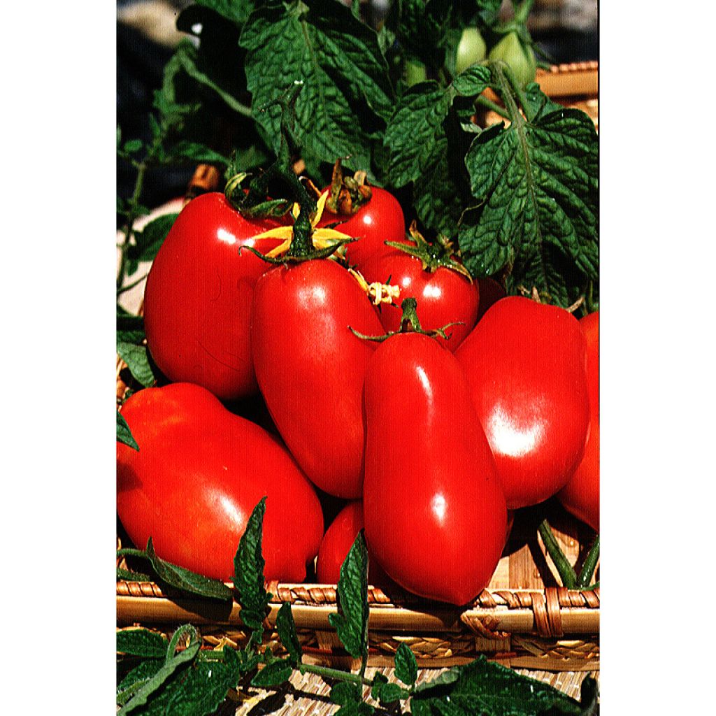 Luumutomaatti - Solanum lycopersicum