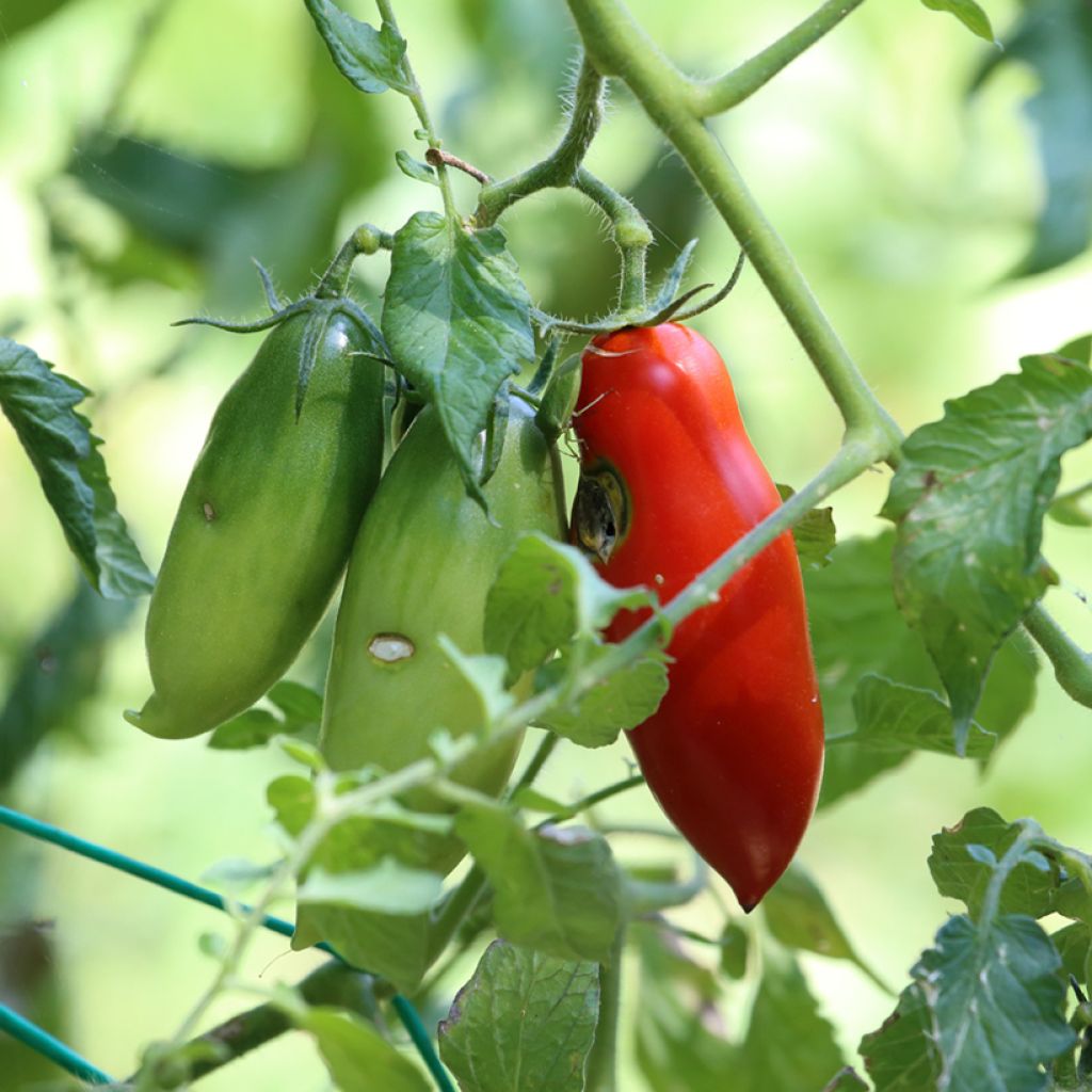 Luumutomaatti San Marzano 2 luomu