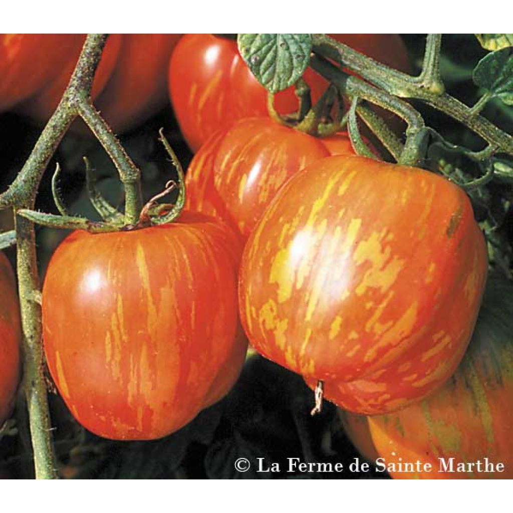 Tomaatti Tigerella bicolore luomu - Ferme de Sainte Marthe