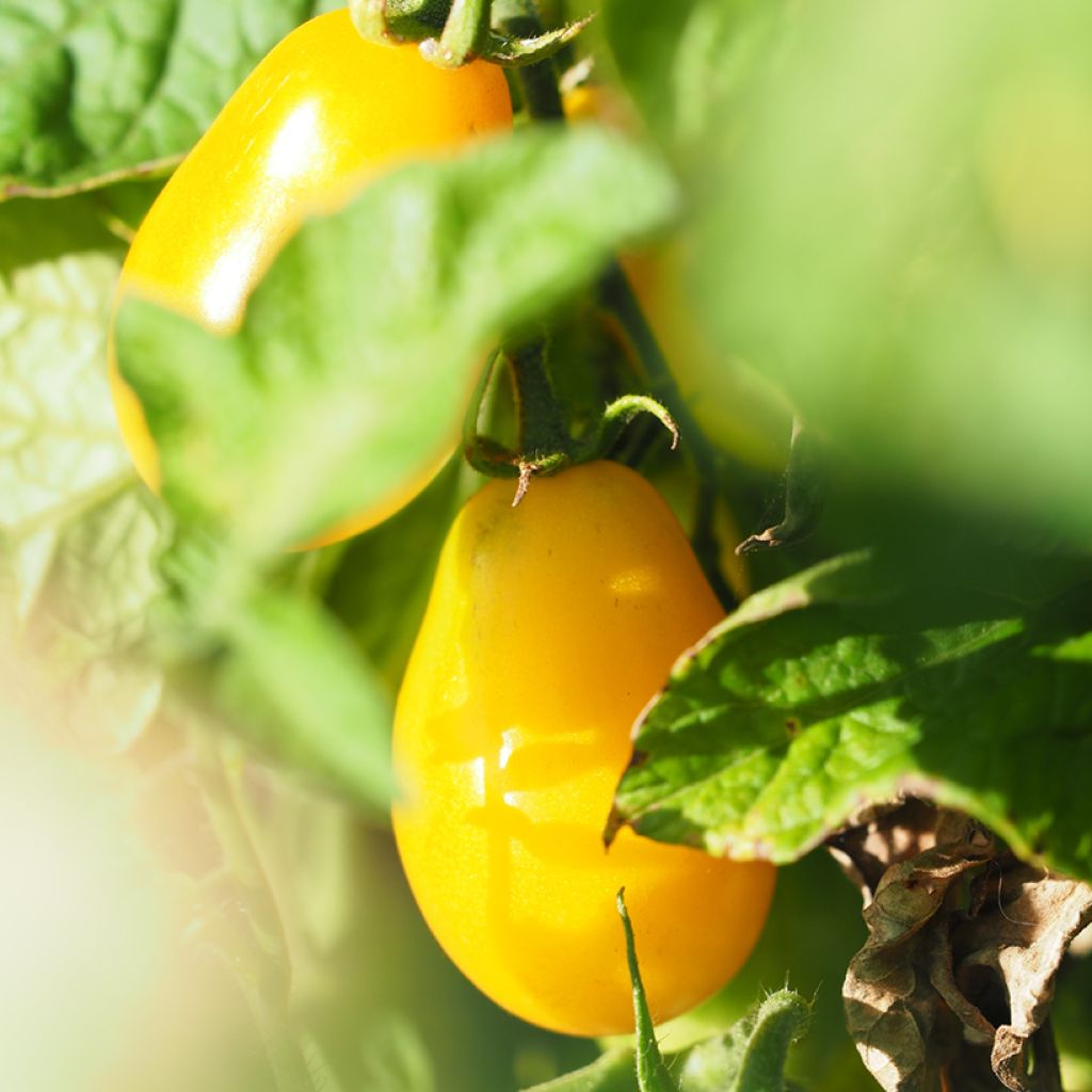 Kirsikkatomaatti Yellow Pearshaped luomu