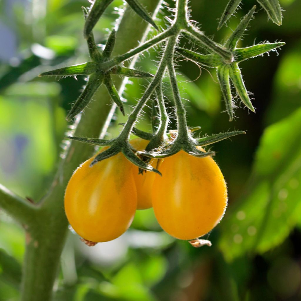 Kirsikkatomaatti Yellow Pearshaped luomu
