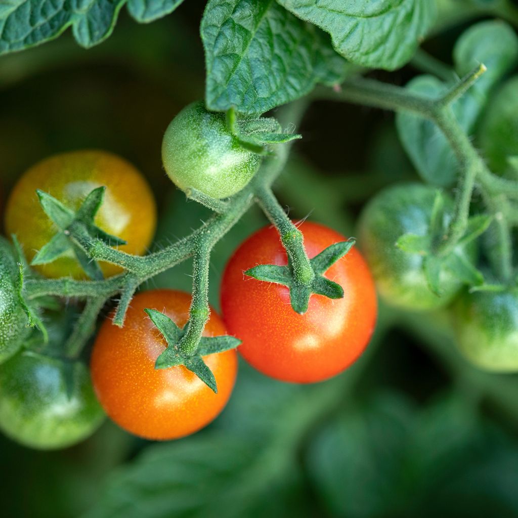 Kirsikkatomaatti - Solanum lycopersicum