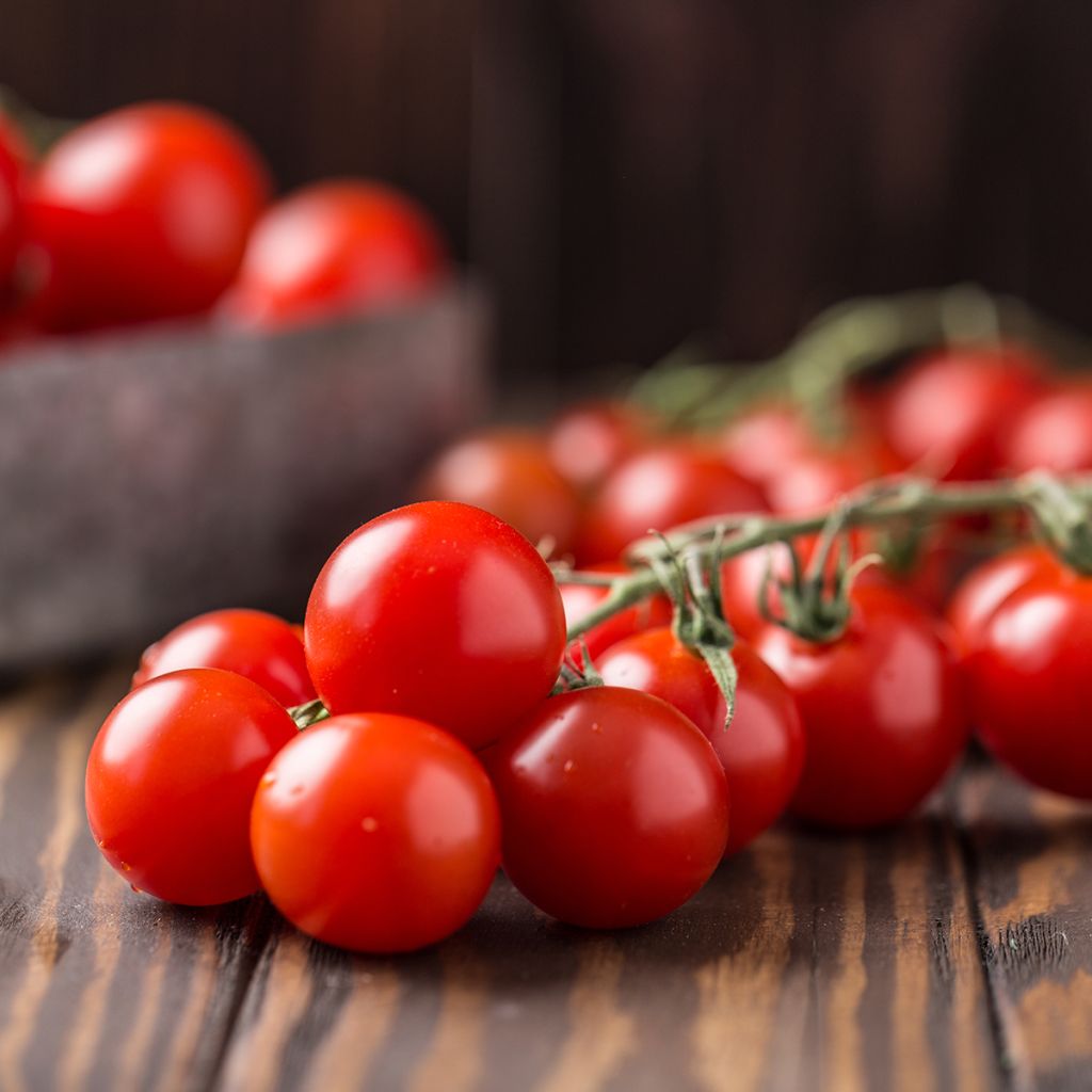Kirsikkatomaatti - Solanum lycopersicum