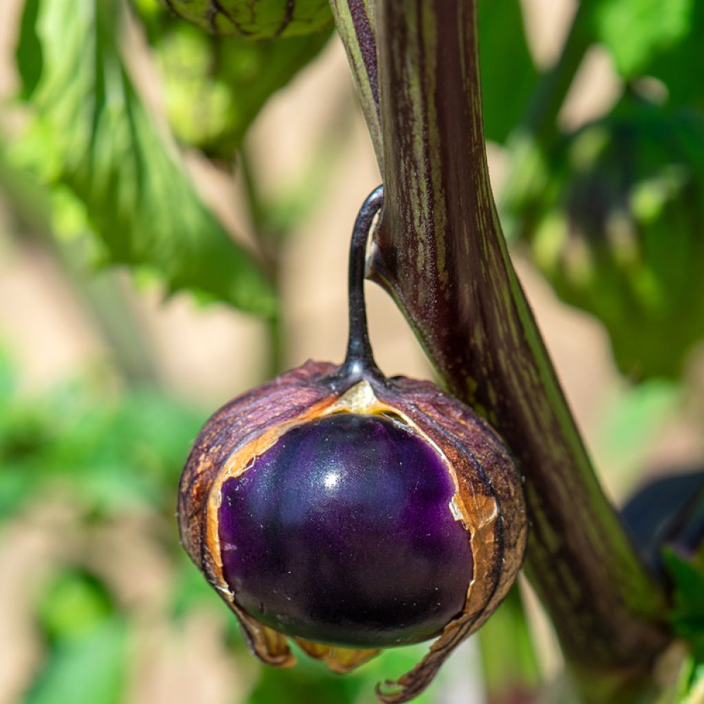 Violetti tomatillo luomu - Ferme de Sainte Marthe - Physalis ixocarpa