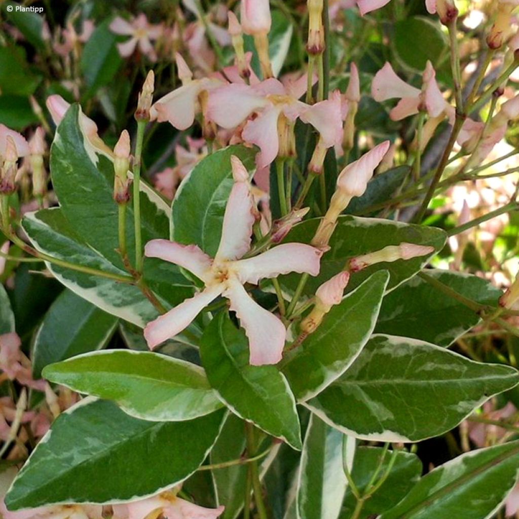 Trachelospermum asiaticum Star Of Milano