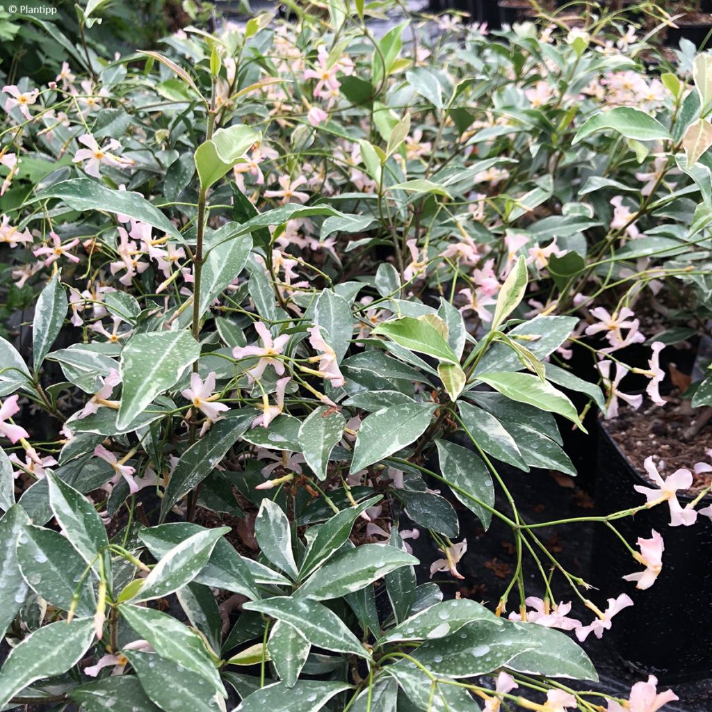 Trachelospermum asiaticum Star Of Milano