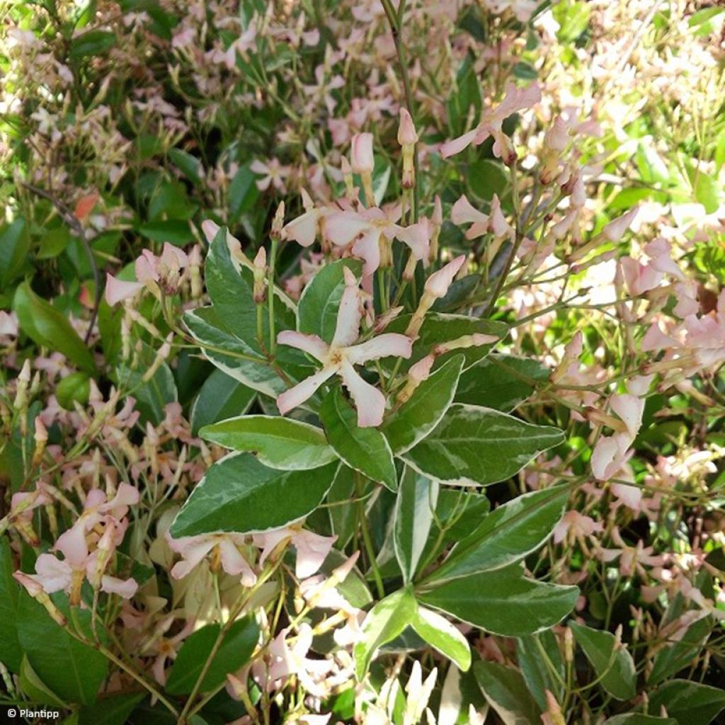Trachelospermum asiaticum Star Of Milano