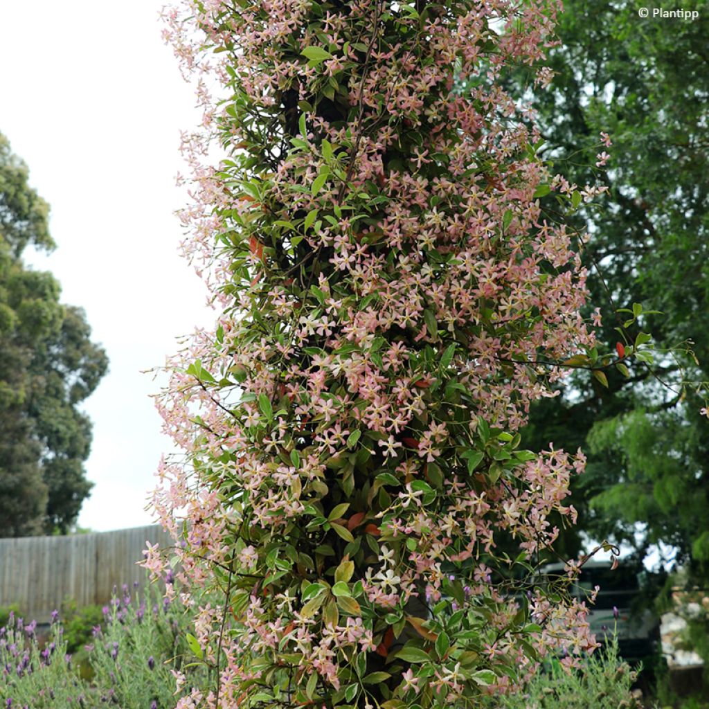 Trachelospermum asiaticum Star Of Milano