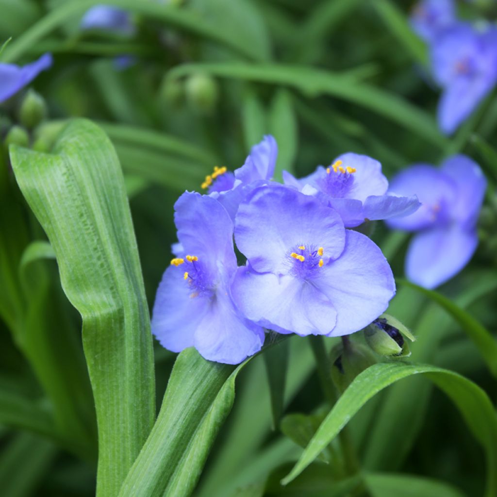 Tarhajuoru Ocean Blue
