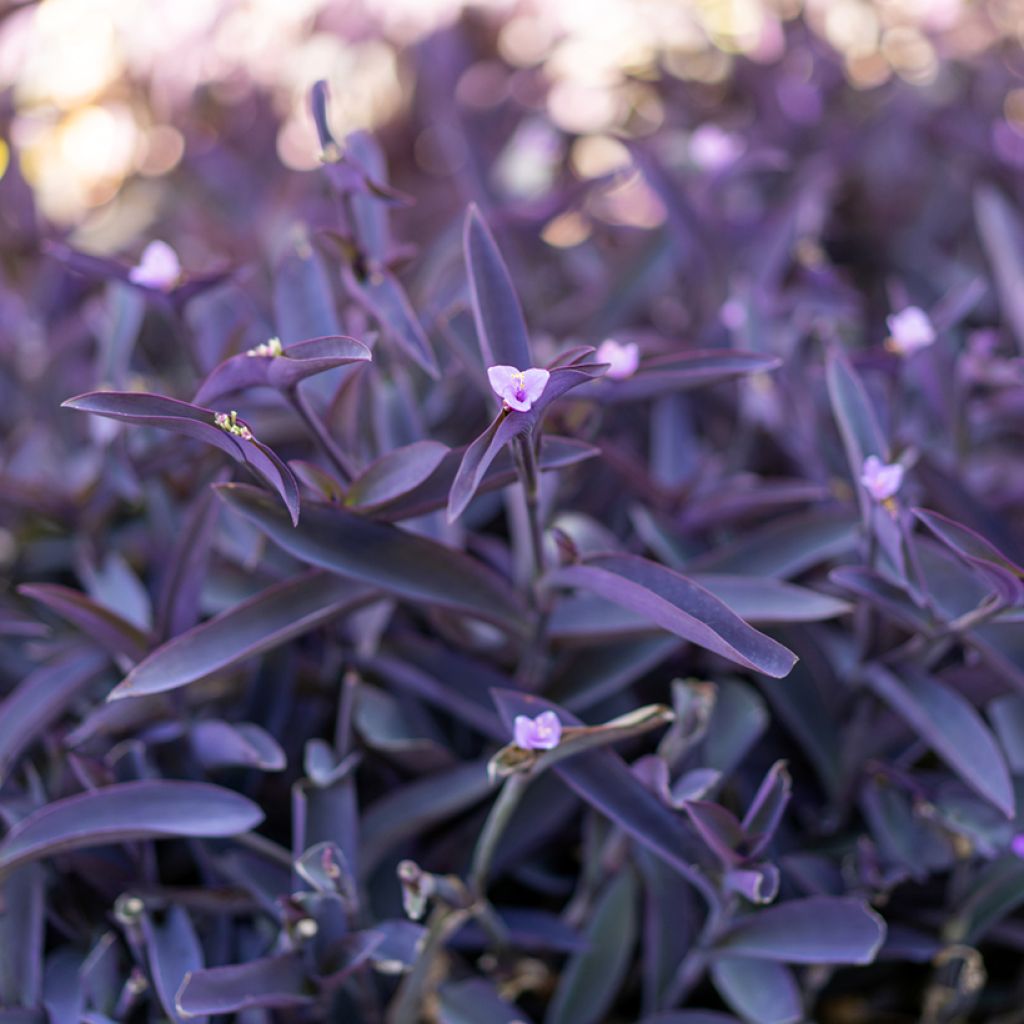 Purppurajuoru Purple Heart