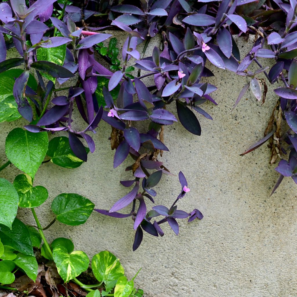 Purppurajuoru Purple Heart