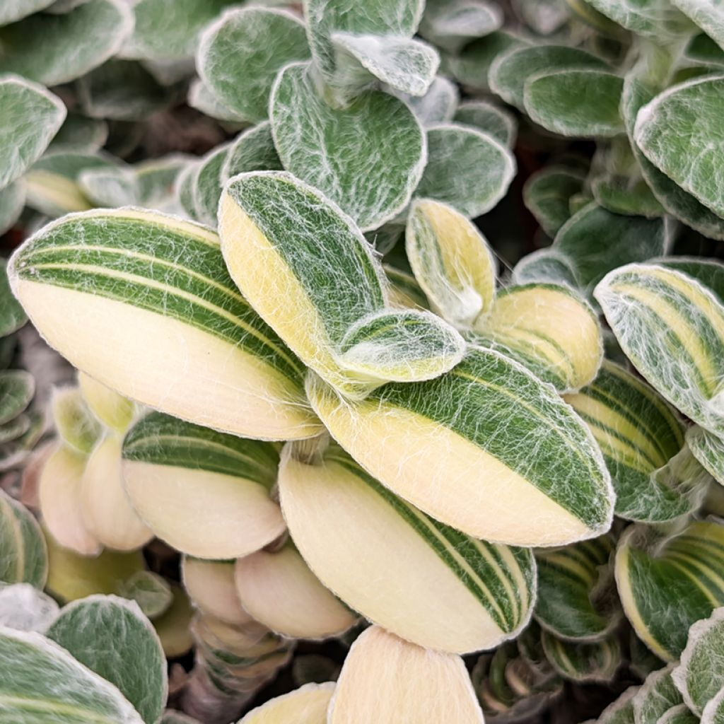 Nukkajuoru Variegata