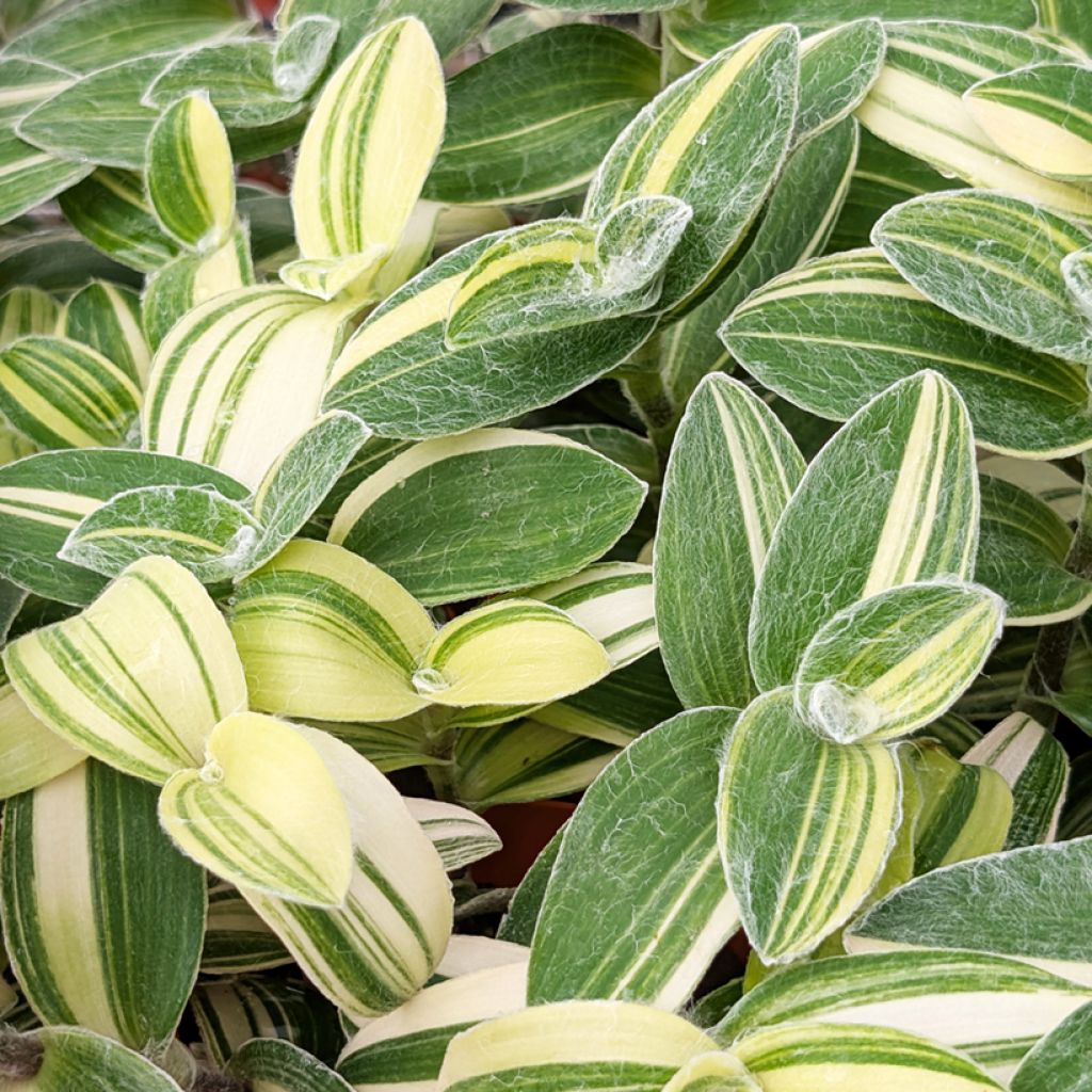 Nukkajuoru Variegata