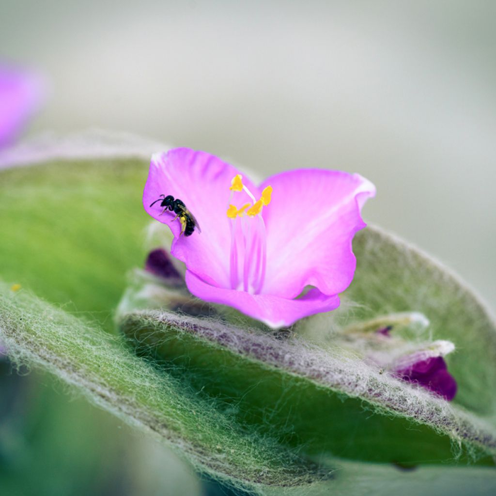 Nukkajuoru - Tradescantia sillamontana