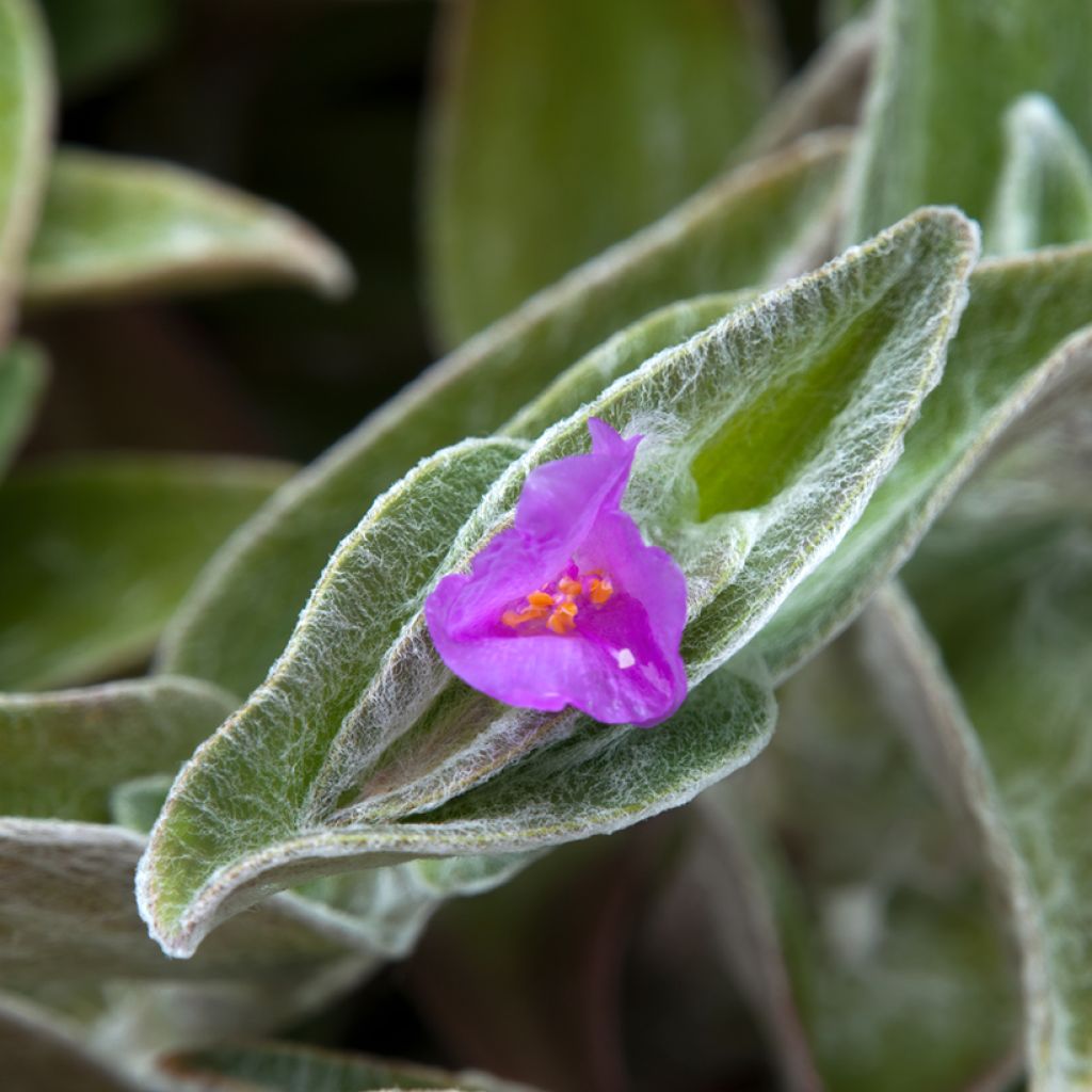 Nukkajuoru - Tradescantia sillamontana