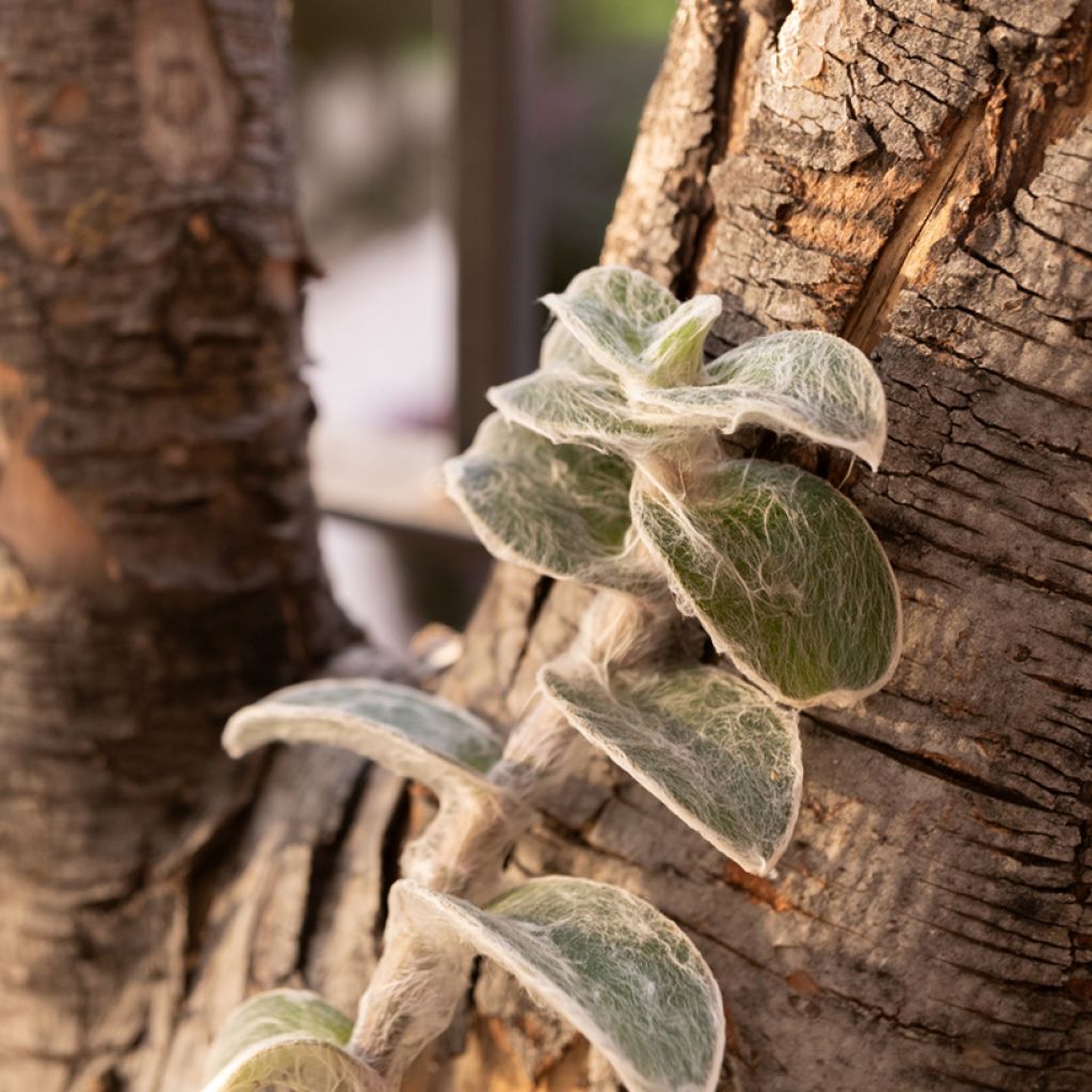 Nukkajuoru - Tradescantia sillamontana