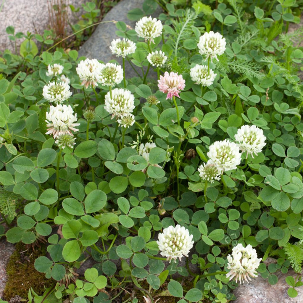 Valkoapila - Trifolium repens