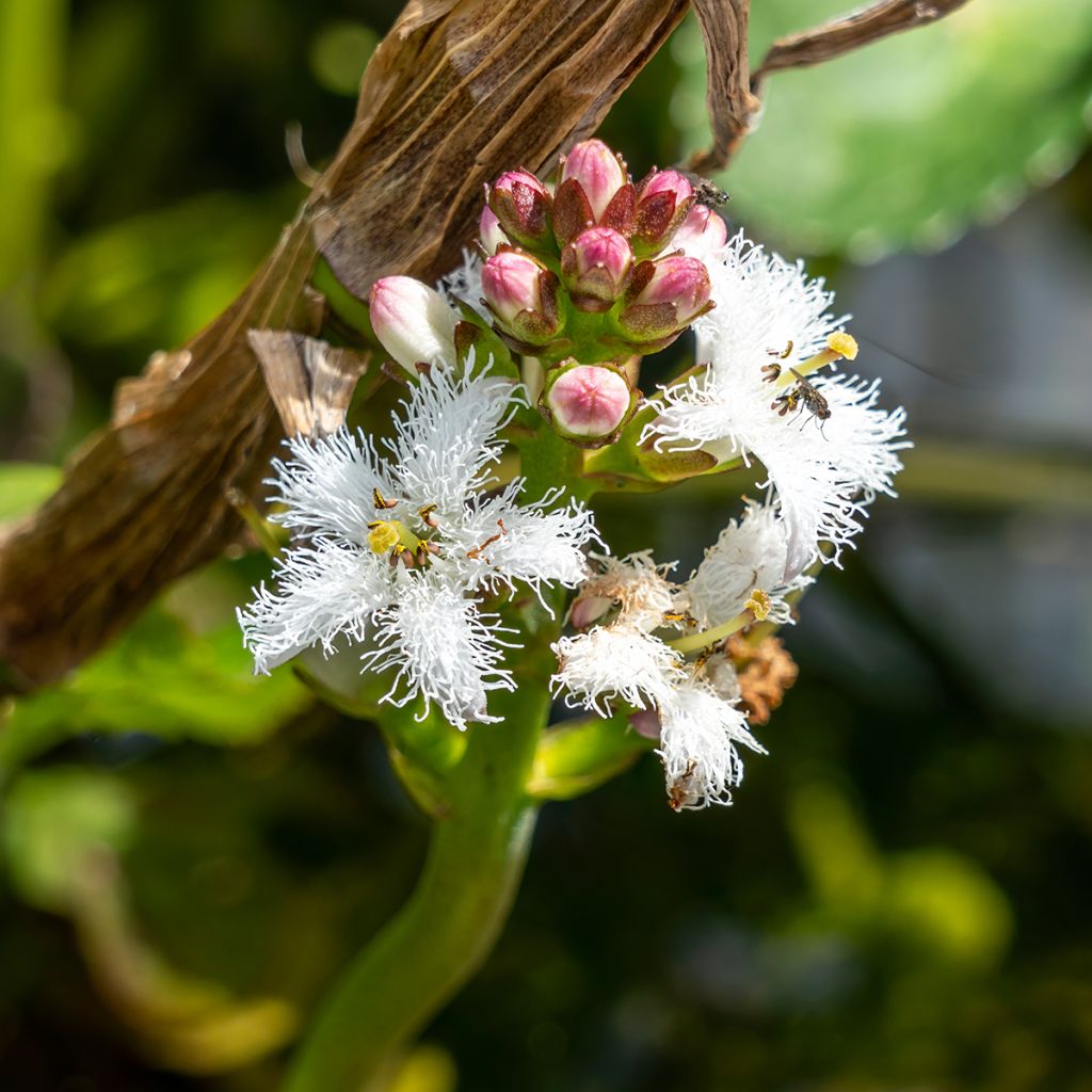 Raate - Menyanthes trifoliata