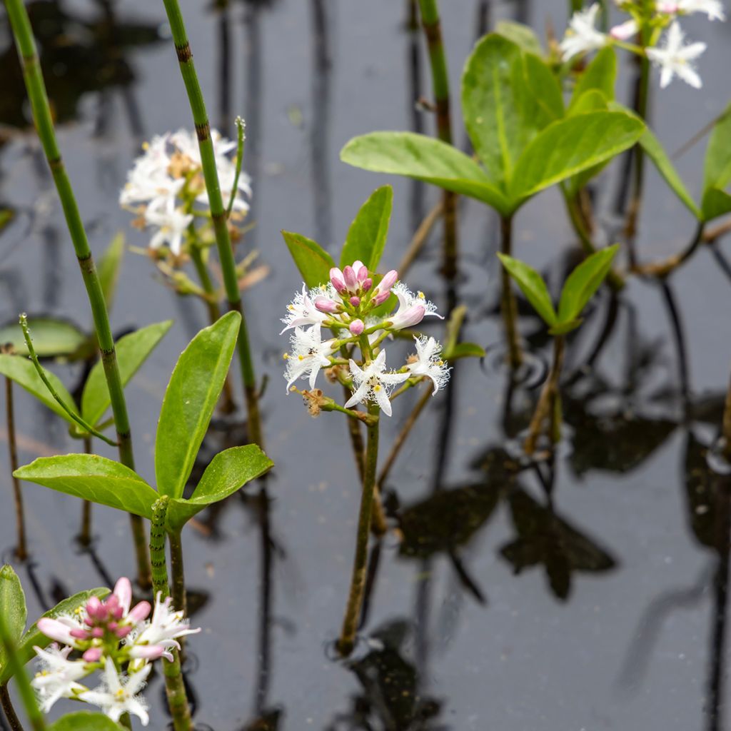 Raate - Menyanthes trifoliata