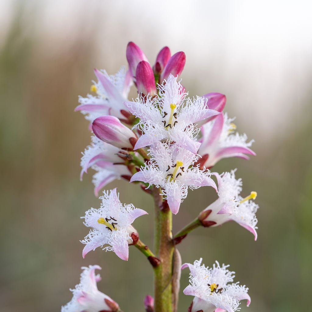 Raate - Menyanthes trifoliata