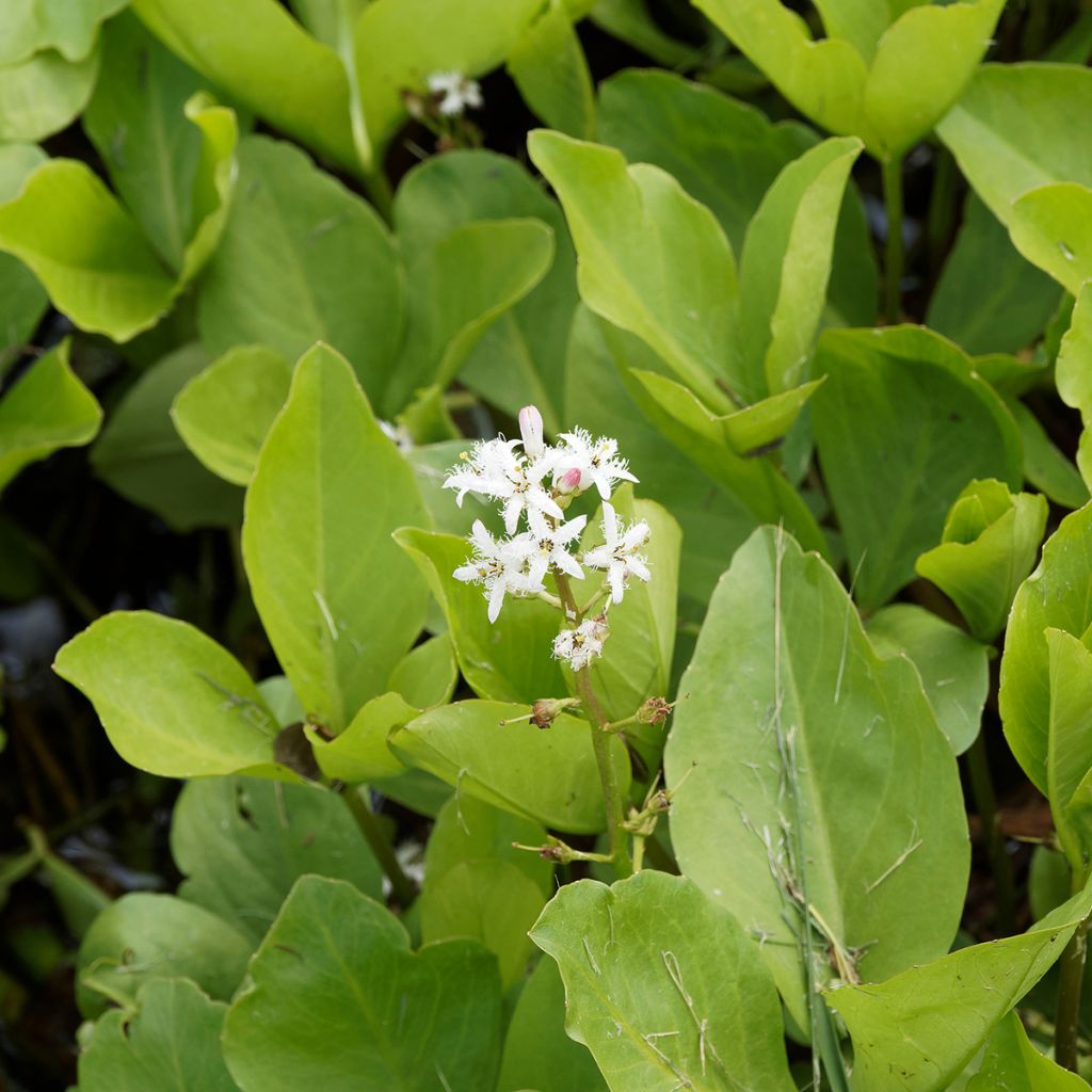 Raate - Menyanthes trifoliata