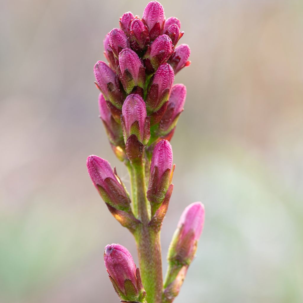 Raate - Menyanthes trifoliata