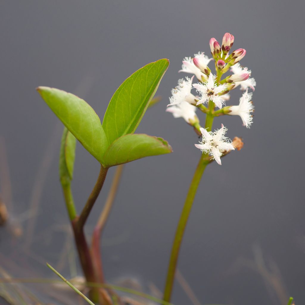 Raate - Menyanthes trifoliata