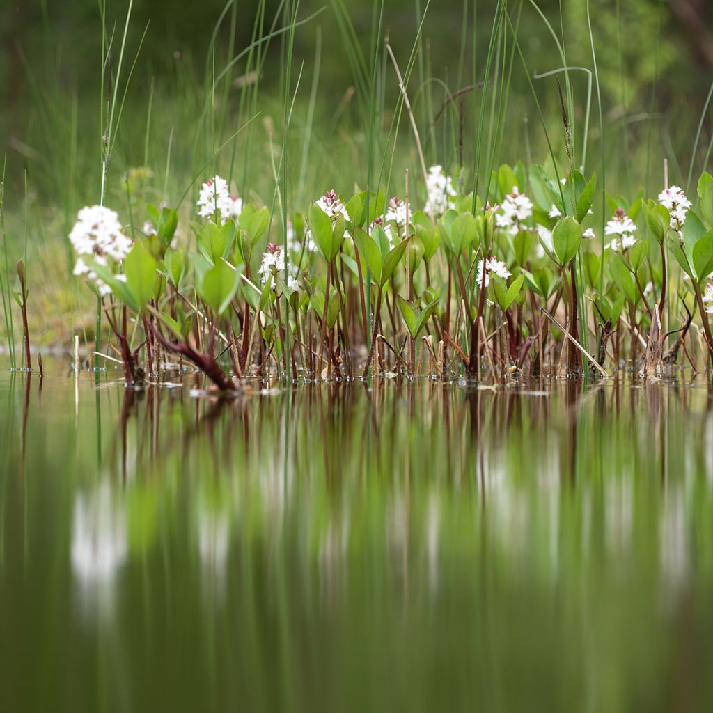 Raate - Menyanthes trifoliata