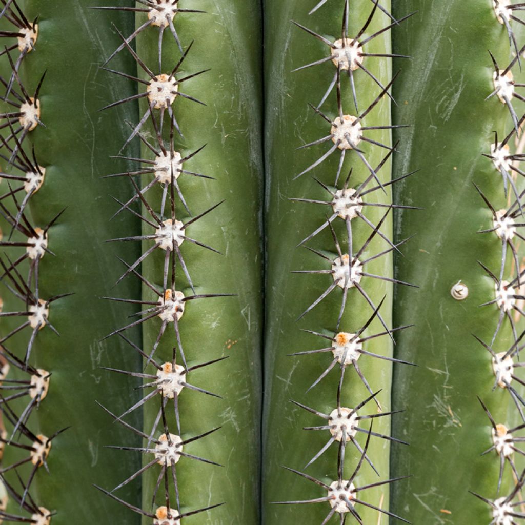 Leucostele terscheckii
