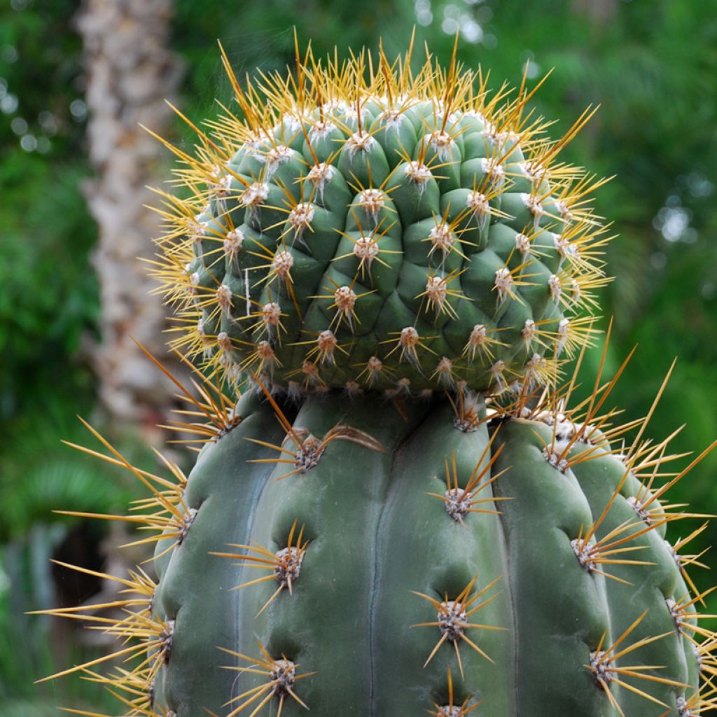 Leucostele terscheckii