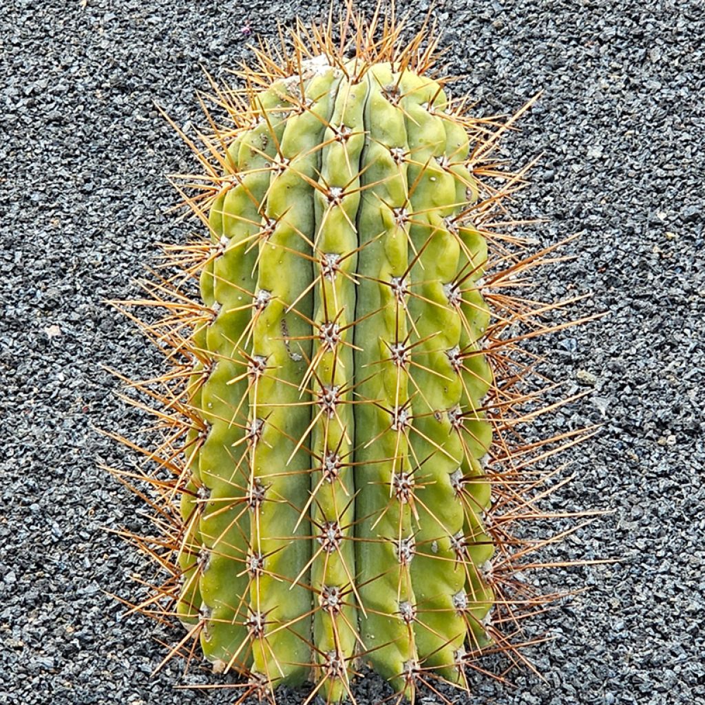 Leucostele terscheckii
