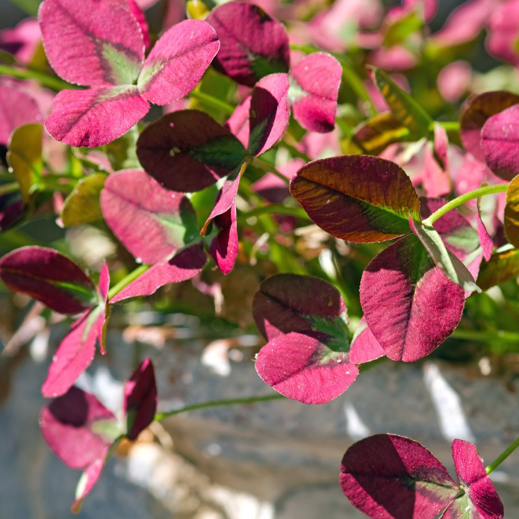 Valkoapila Isabella