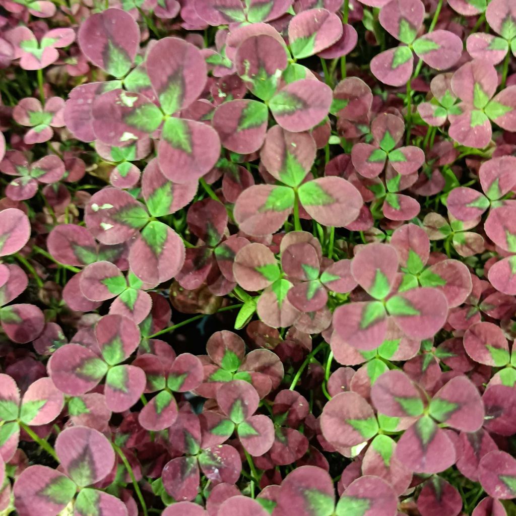 Valkoapila Isabella