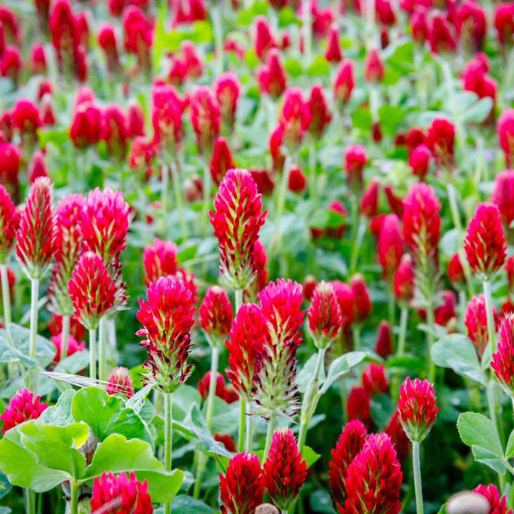 Veriapila - Trifolium incarnatum