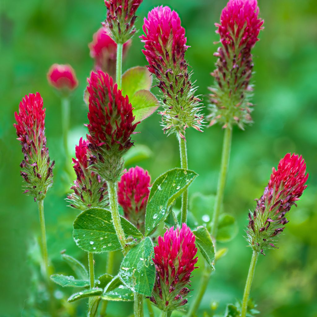 Veriapila - Trifolium incarnatum