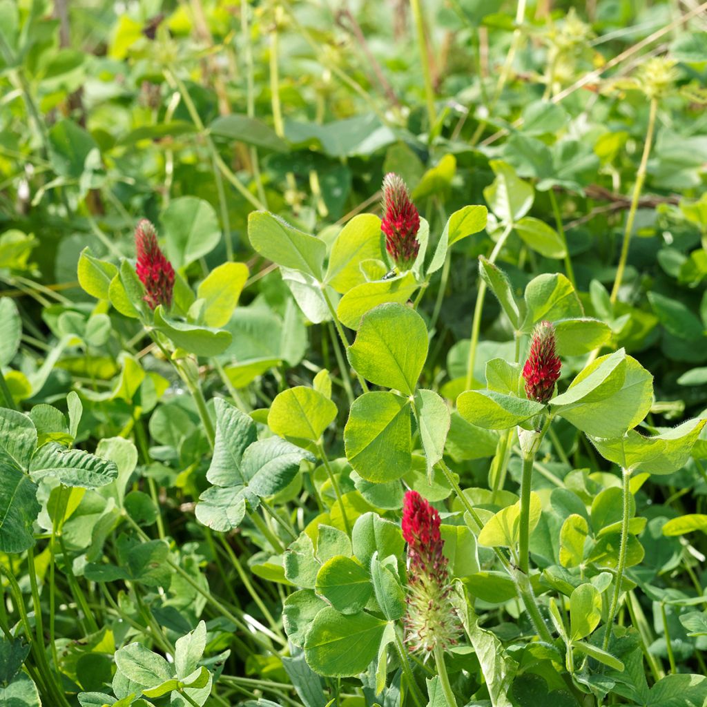 Veriapila - Trifolium incarnatum