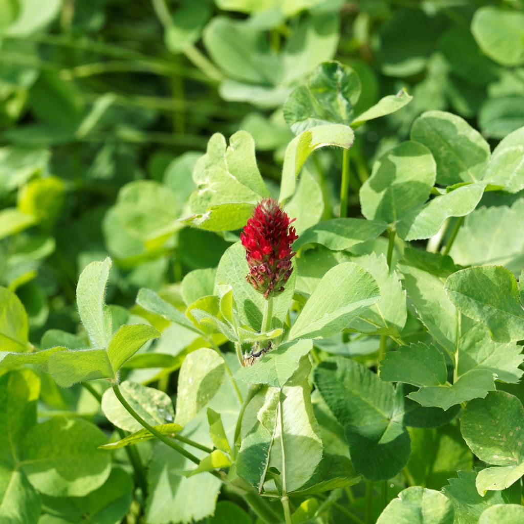 Veriapila - Trifolium incarnatum