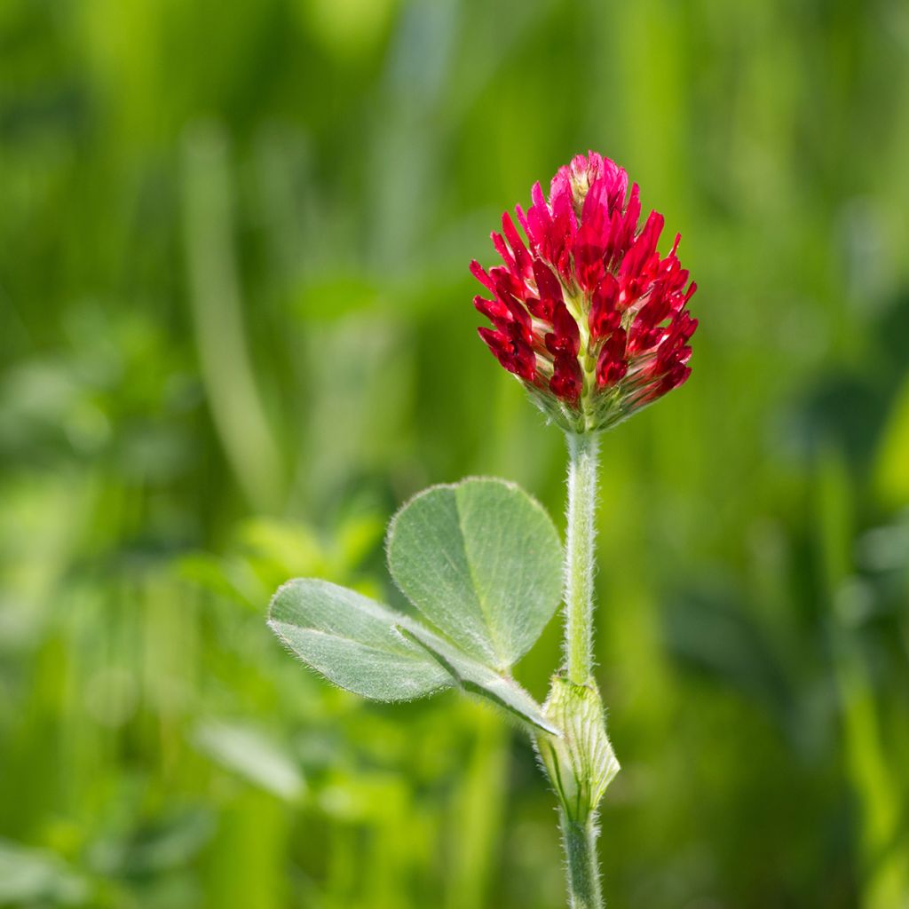 Veriapila - Trifolium incarnatum