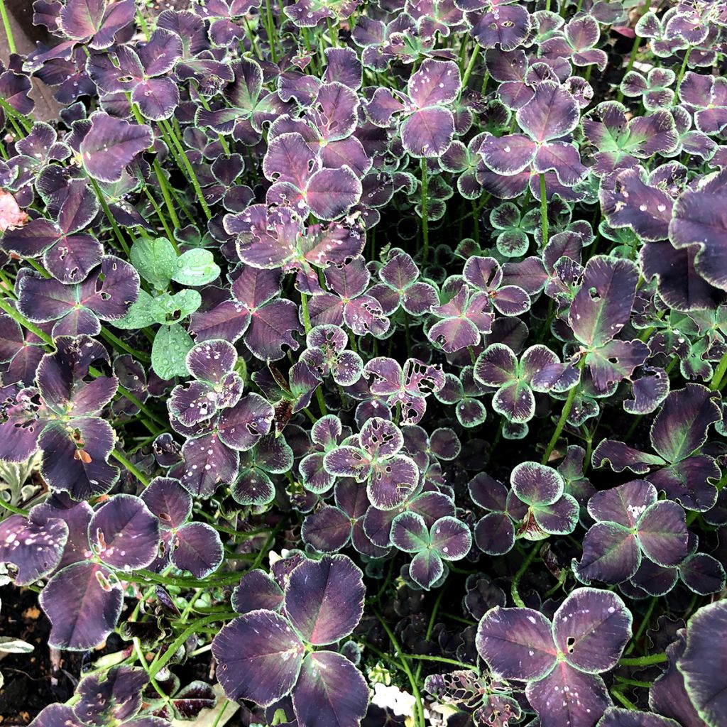Valkoapila Dark Debbie