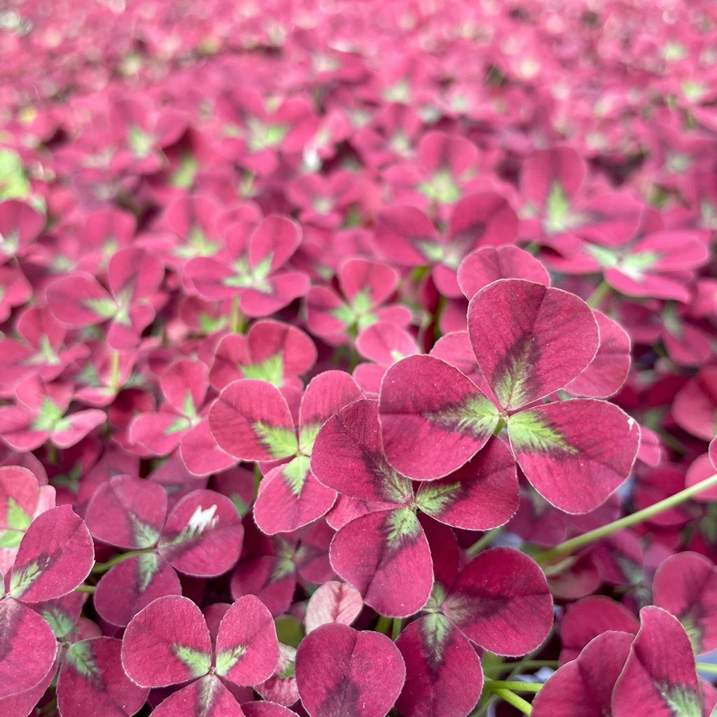 Valkoapila Angel Clover Beauty