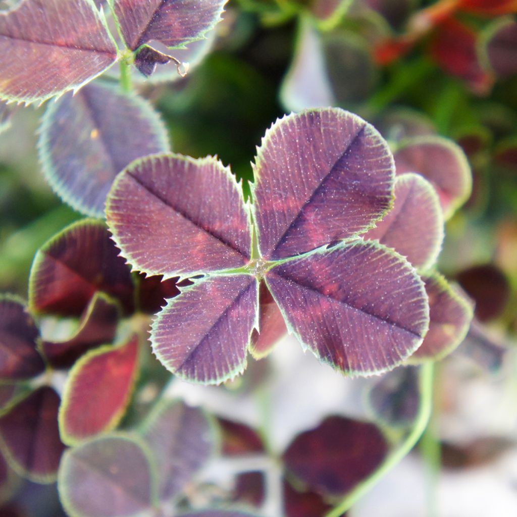 Valkoapila Quadrifolium Purpureum