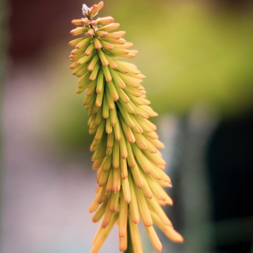 Soihtulilja Mango Popsicle